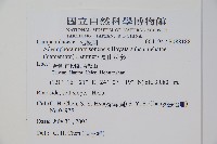 高山沙參藏品圖，第2張