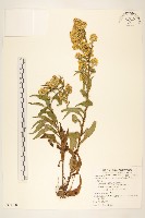 一枝黃花藏品圖，第1張