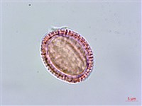 玉山筷子芥藏品圖，第2張