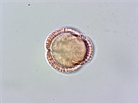 玉山筷子芥藏品圖，第3張