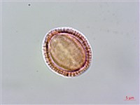 玉山筷子芥藏品圖，第4張