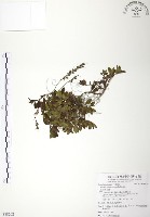 玉山水苦賈藏品圖，第1張