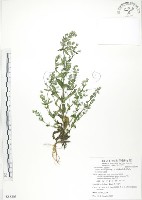 大籽當藥、巒大當藥藏品圖，第1張