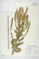 山芥菜藏品圖，第1張