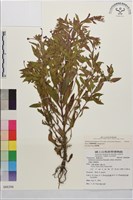短葉柳葉菜藏品圖，第1張