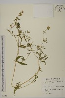 狗筋蔓藏品圖，第1張