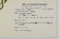 狗筋蔓藏品圖，第2張