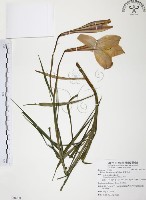 臺灣百合藏品圖，第1張