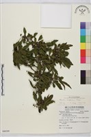 清水鼠李藏品圖，第1張