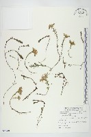 森氏佛甲草藏品圖，第1張