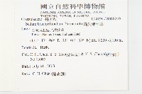 森氏佛甲草藏品圖，第2張