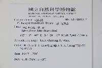 玉山山奶草藏品圖，第2張