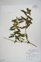 阿里山忍冬、漸尖葉忍冬藏品圖，第1張