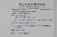 阿里山忍冬、漸尖葉忍冬藏品圖，第2張