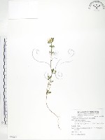 玉山金絲桃藏品圖，第1張