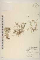 細葉鼠麴草藏品圖，第1張