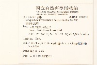 細葉鼠麴草藏品圖，第2張