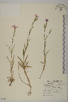 玉山石竹藏品圖，第1張