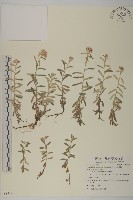 玉山抱莖籟簫藏品圖，第1張