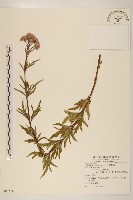 臺灣澤蘭藏品圖，第1張