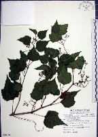 漢氏山葡萄藏品圖，第1張