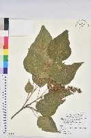 野桐藏品圖，第1張