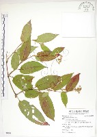 火炭母草、清飯藤藏品圖，第1張