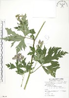 蔓烏頭藏品圖，第1張