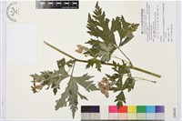 蔓烏頭藏品圖，第2張