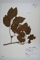 臺灣赤楊、臺灣榿木藏品圖，第1張