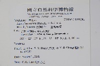 臺灣赤楊、臺灣榿木藏品圖，第2張