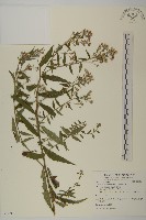 臺灣馬蘭藏品圖，第1張