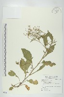 葶藶藏品圖，第1張