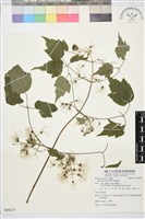 串鼻龍藏品圖，第1張