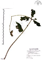 七葉一枝花藏品圖，第1張