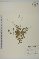 簇生卷耳藏品圖，第1張