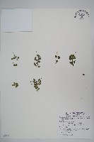 山桔梗藏品圖，第1張