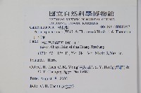 山桔梗藏品圖，第2張