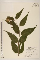 田代氏澤蘭藏品圖，第1張