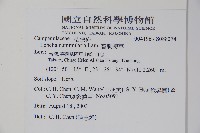 普刺特草藏品圖，第2張