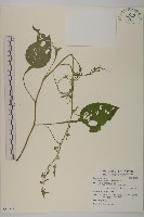 黃金珠藏品圖，第1張