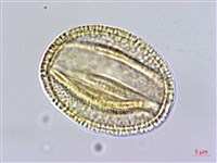 翼萼蔓藏品圖，第1張