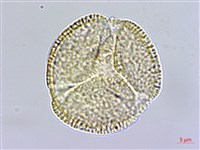 翼萼蔓藏品圖，第3張