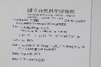 曲莖馬藍藏品圖，第2張