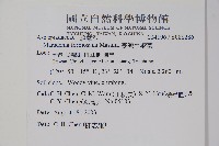 臺灣牛嬭菜藏品圖，第2張