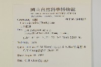 日本假蓬藏品圖，第2張