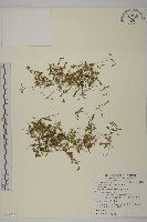 簇生卷耳藏品圖，第1張