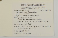 簇生卷耳藏品圖，第2張