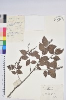 柳葉馬鞭草藏品圖，第1張