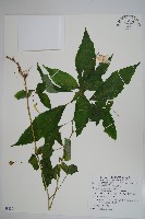 紫花鳳仙花藏品圖，第1張